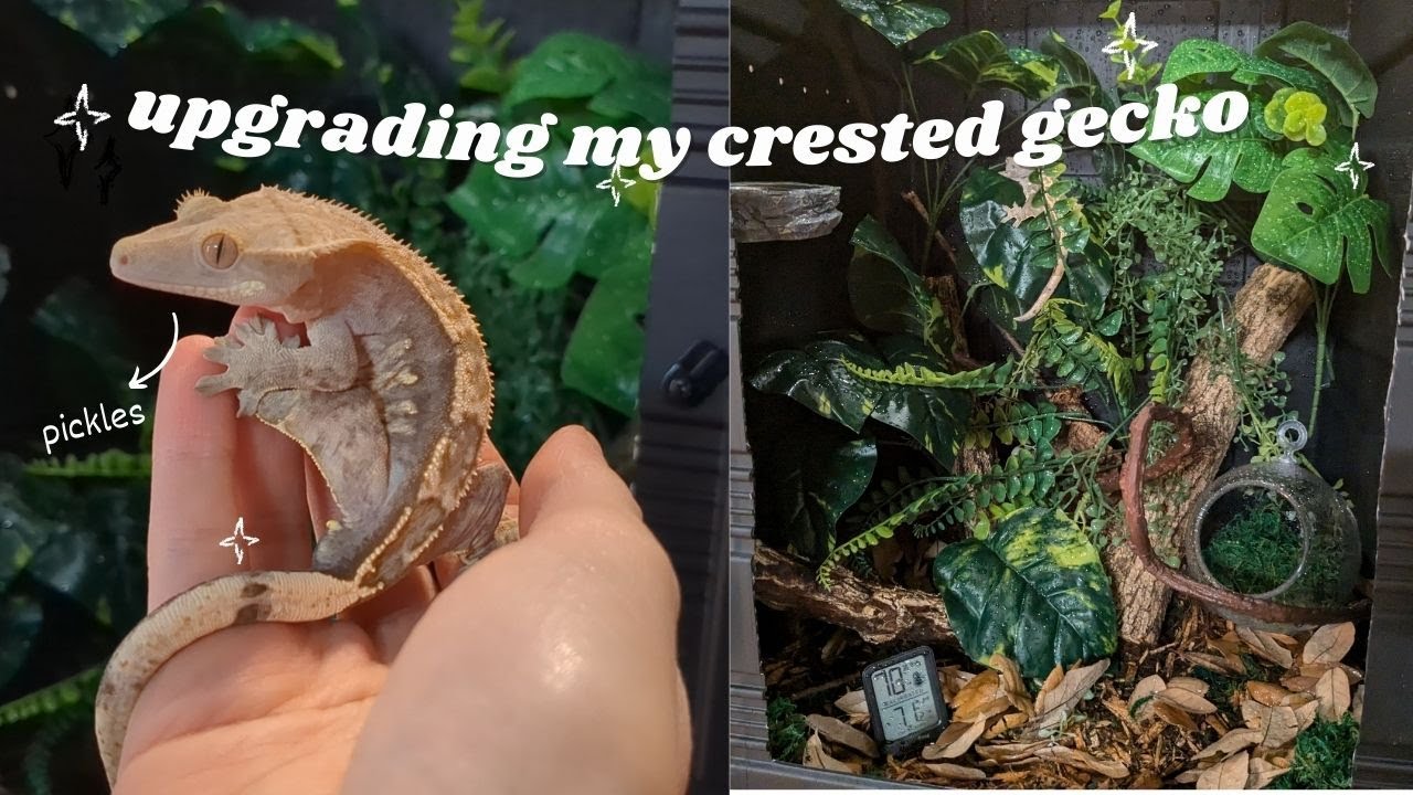 How I set up a CRESTED GECKO ENCLOSURE! (meet pickles)