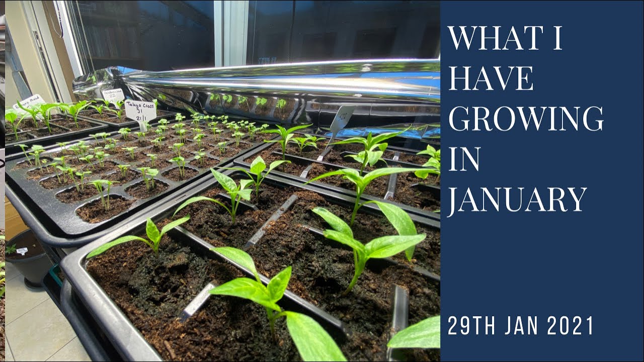 Seedlings I've Grown In January | what to grow in January | year-round self sufficiency
