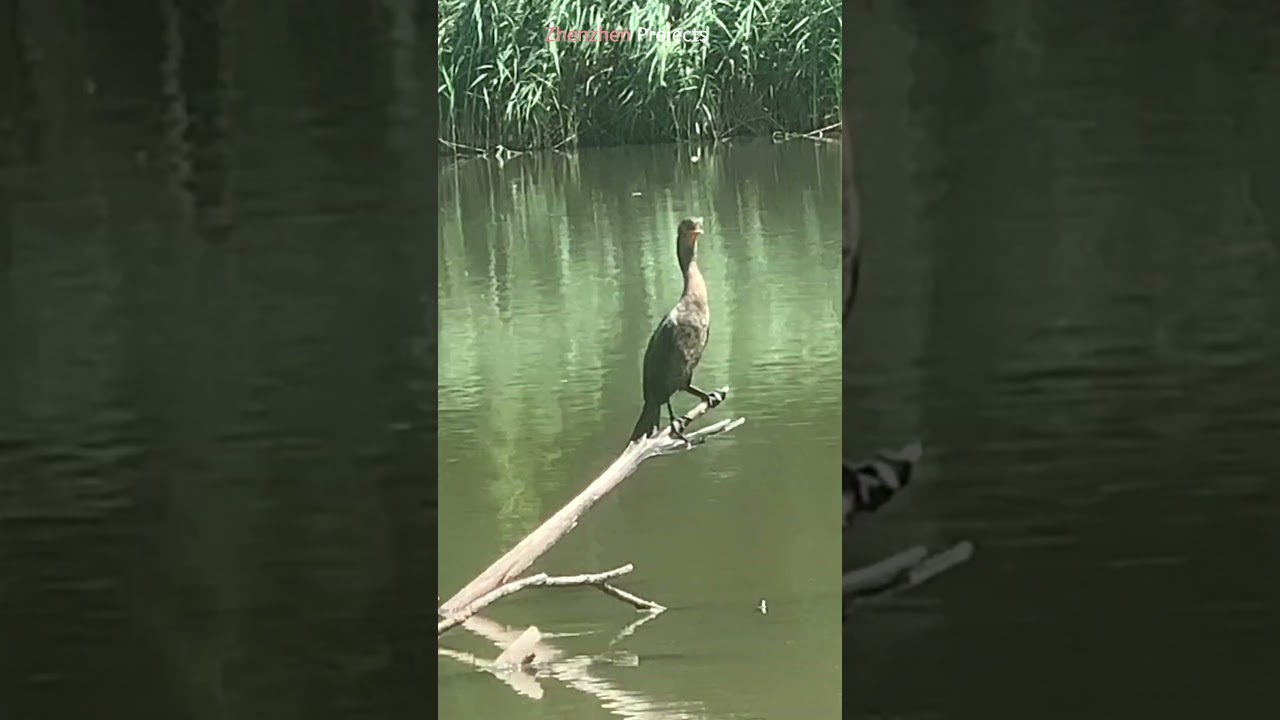 Kormoran # 10936 #szorty #dzika przyroda