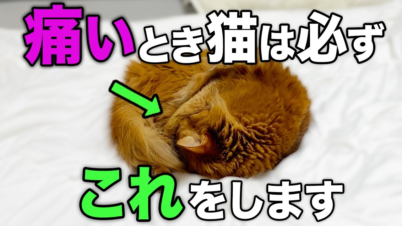 【見逃さないで！】猫が痛みを我慢している時に見せる行動やしぐさ10選