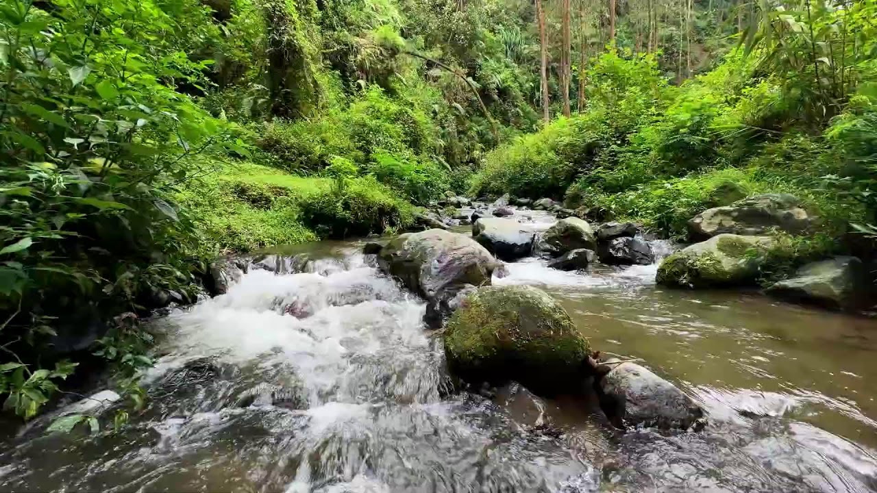 River sound in silent woods guiding your thoughts slowly toward peaceful deep sleep