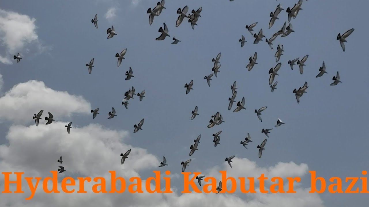 #pigeon #kabutar #hyderabadi #raw