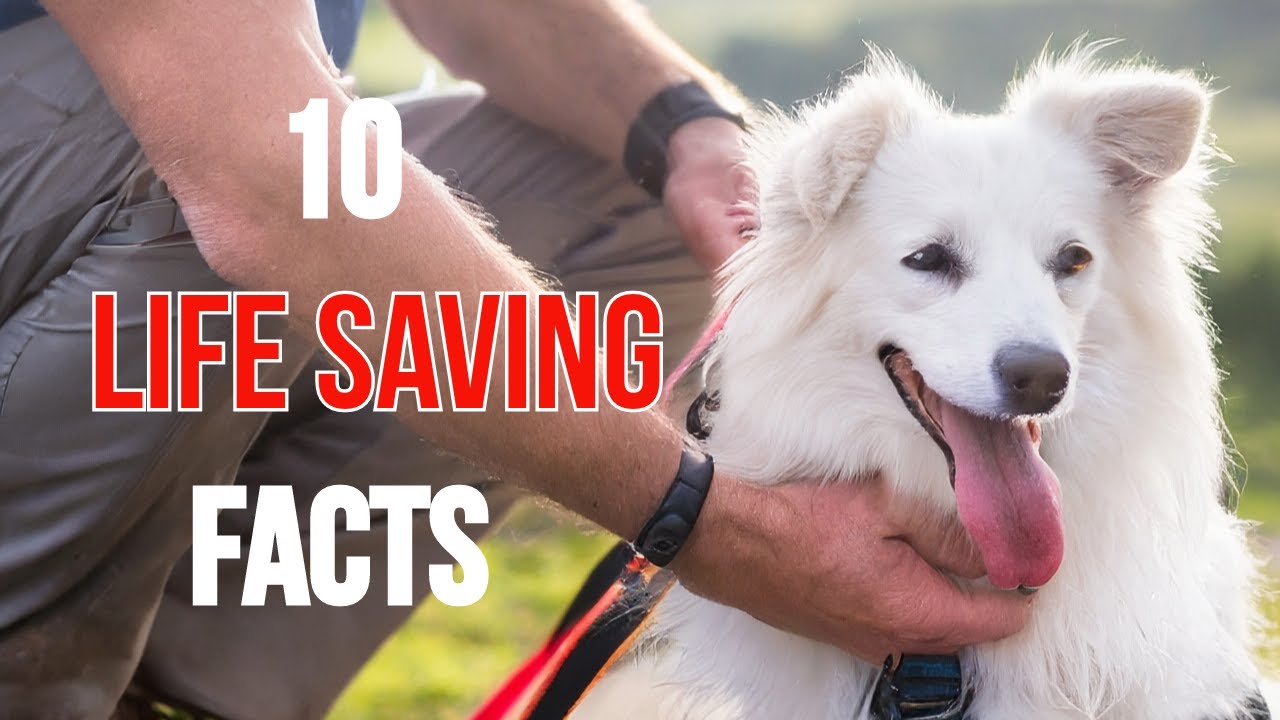 Facts That Can SAVE Your Pets Life!