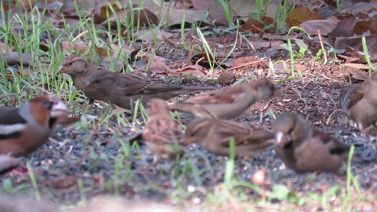 MVI 1907 Comedero Juan Lucena