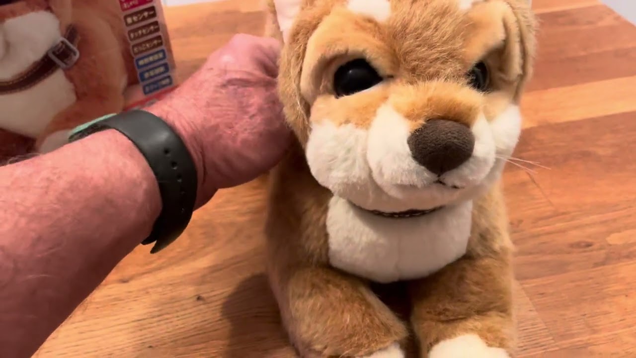 Shiba Inu Nagomication dog