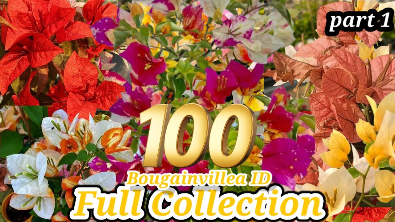 Bougainvillea Flowers Bloom / Rare Collection / Tips and tricks how to grow bougainvillea / grafted