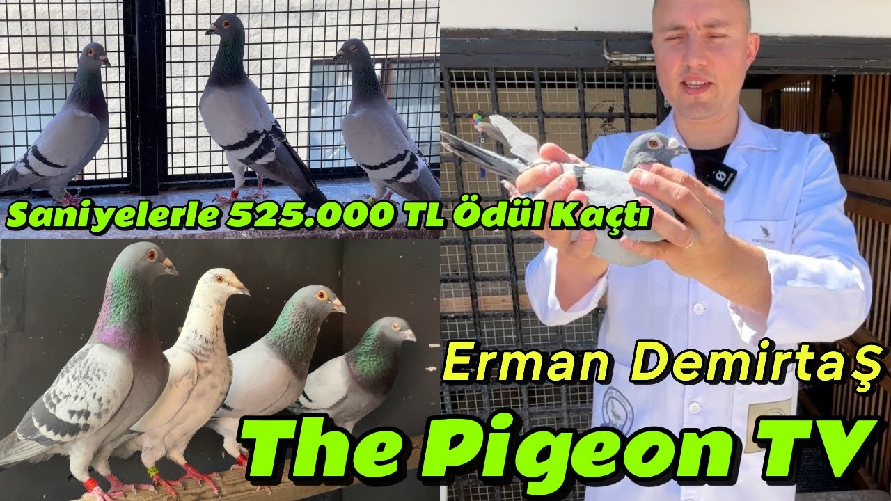 The Pigeon Tv Erman - Yarışçı Posta Kuşları #postagüvercini #güvercin