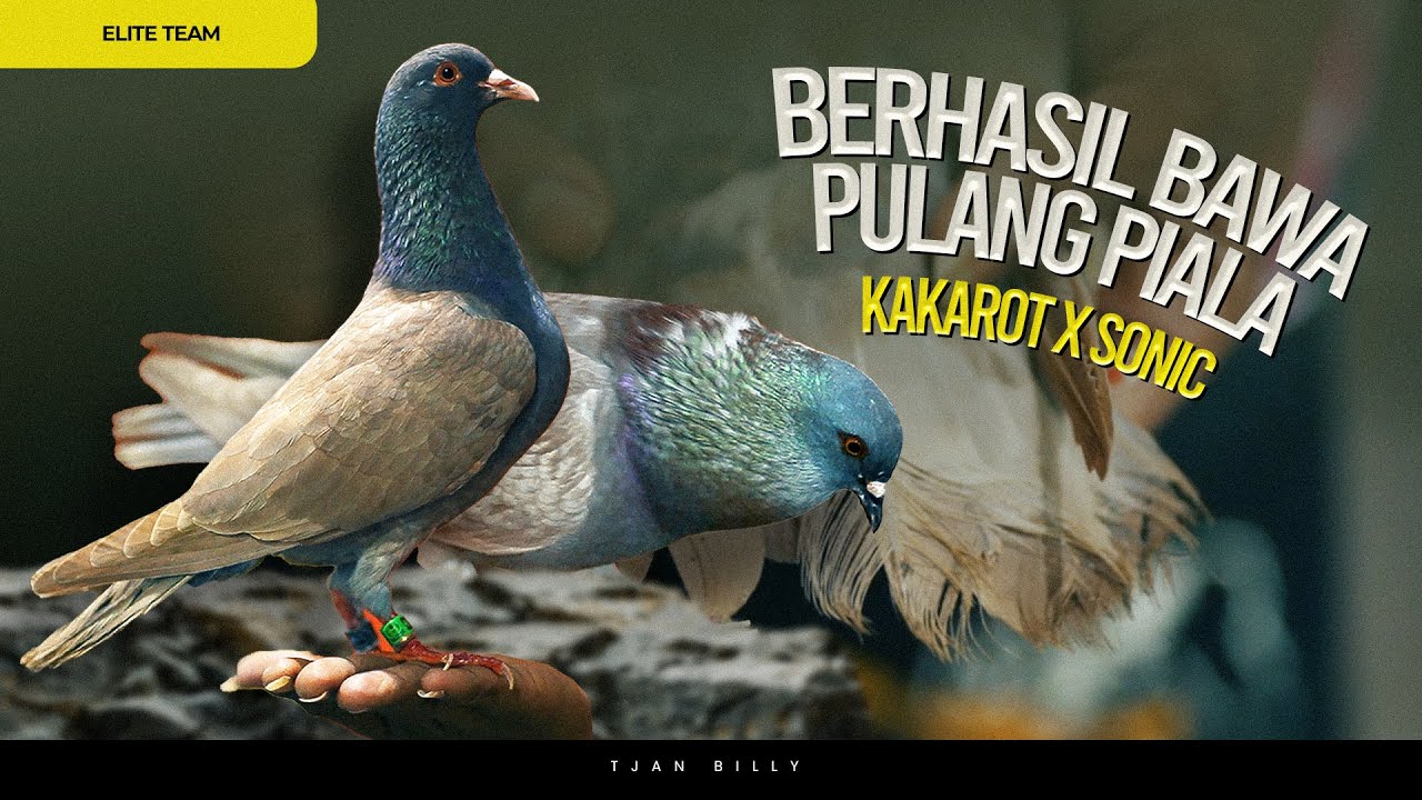 AKSI MERPATI ELITE KAKAROT DAN SONIC DI LAPAK PADEL TEGAL