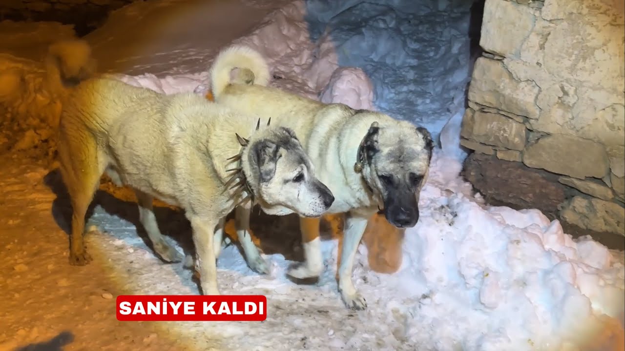 ŞERO AZATA BİNDİ BİNECEK! AZATI İLK DEFA BÖYLE GÖRDÜM PAŞA YARALANMIŞ FAÇA SANA HELAL OLSUN