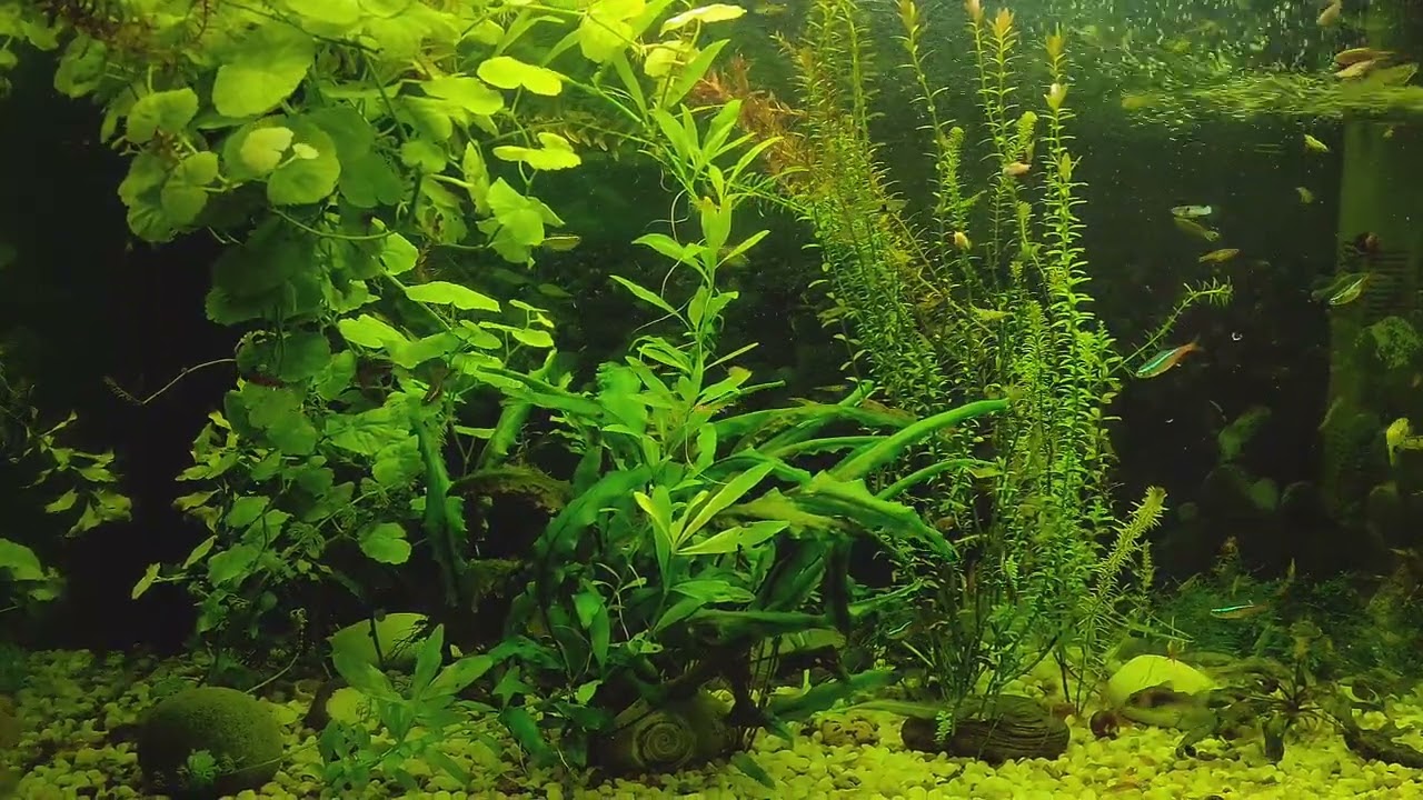 Просто остановитесь и понаблюдайте #хиёнг #моирыбы #растения #дзен #relaxing 