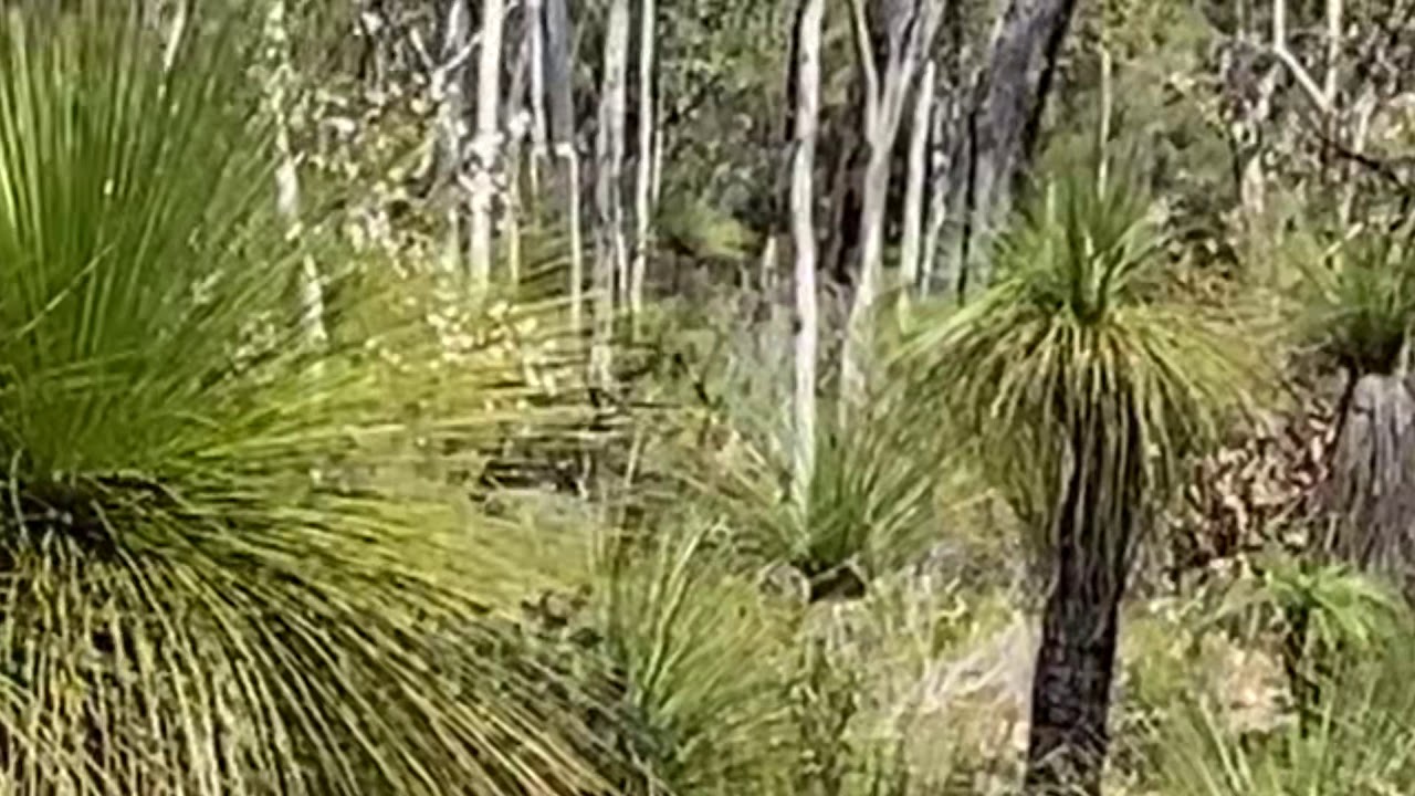Bigfoot Yowie Running, Super Fast