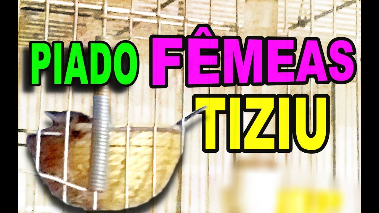 🔥Esquente Seu TIZIU com esses PIADOS (Fêmea Tiziu)