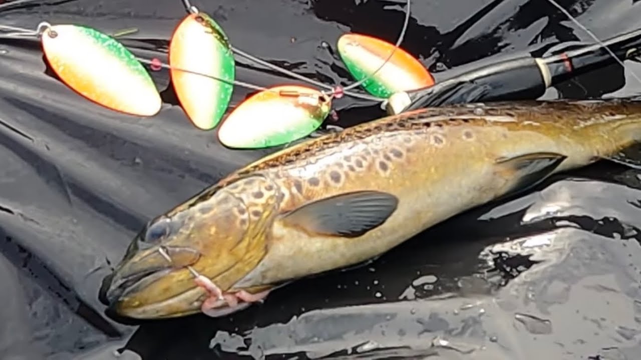 Markdragfiske i marka