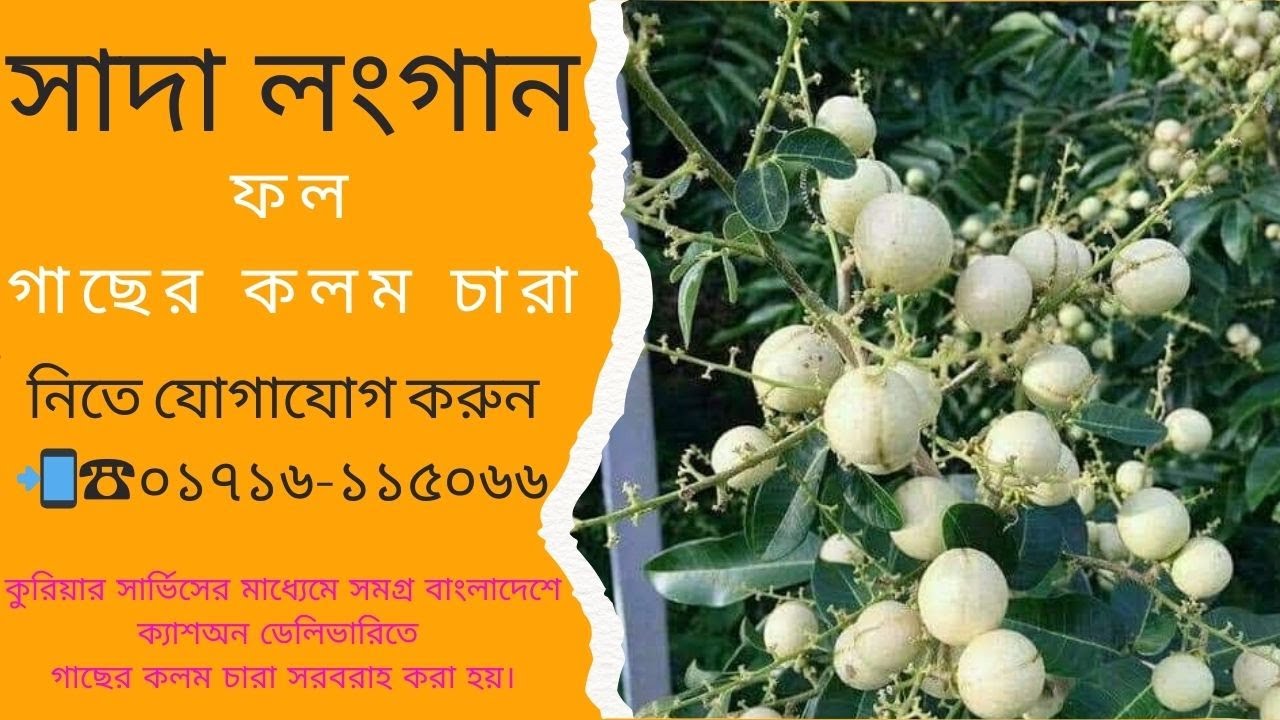 সাদা লংগান ফল গাছের কলম চারা || White Longan Fruit Tree