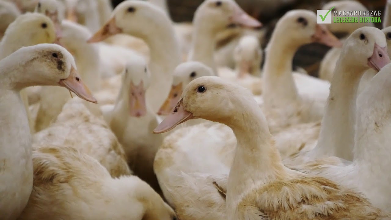 ORVIA Kft. - A Magyarorsz&aacute;g Legszebb Birtoka &Aacute;llatteny&eacute;szt&eacute;s kateg&oacute;ria d&ouml;ntőse
