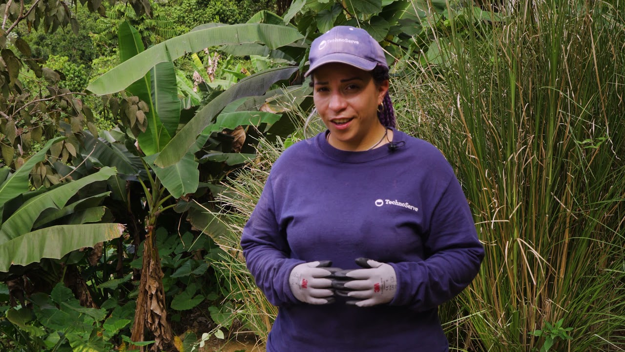 Control de Erosión con Pacholí