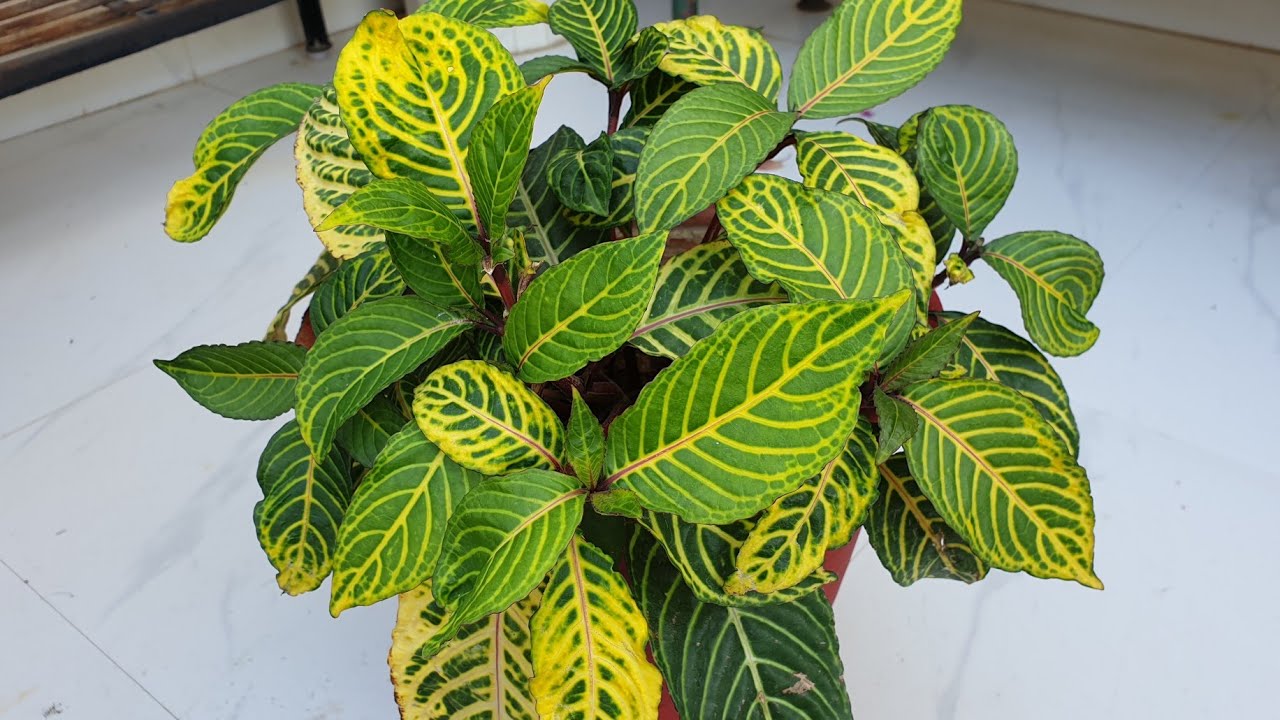 Beautiful Plant - Sanchesia || Care of Sanchesia Plant || Fun Gardening