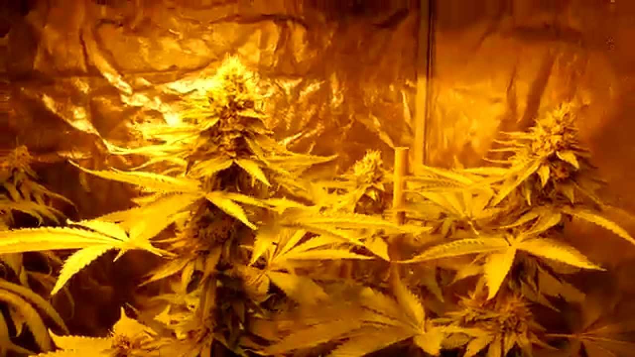 6212 Garden Update 5-3-15