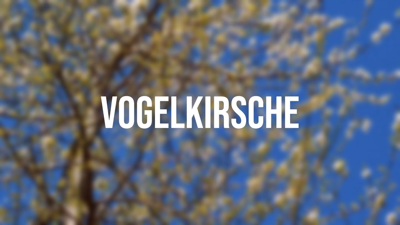 Mit Vogelkirsche aufforsten