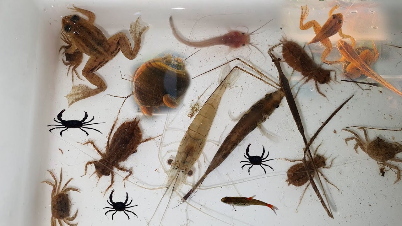 Collecting and observe aquatic insect in rural [ Small frog, snails, crab, fish ]