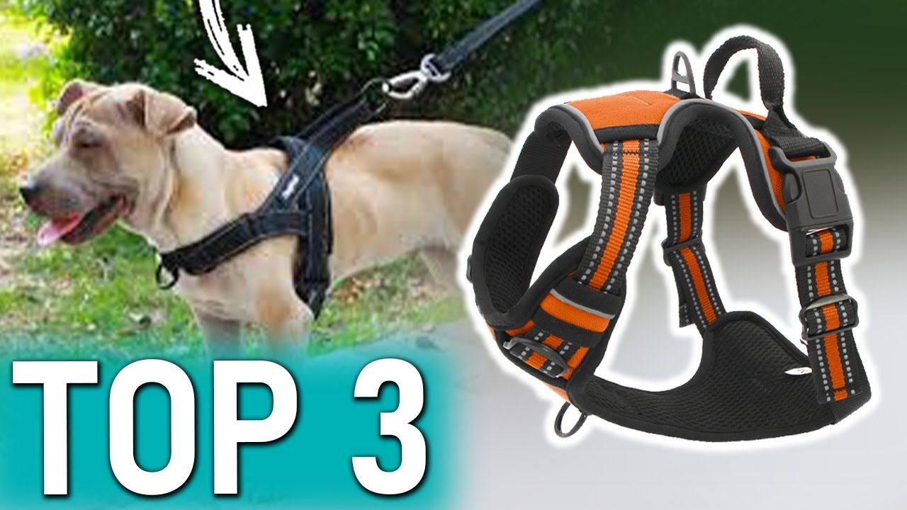 TOP 3 : Meilleur Harnais Anti Traction pour Chien 2023