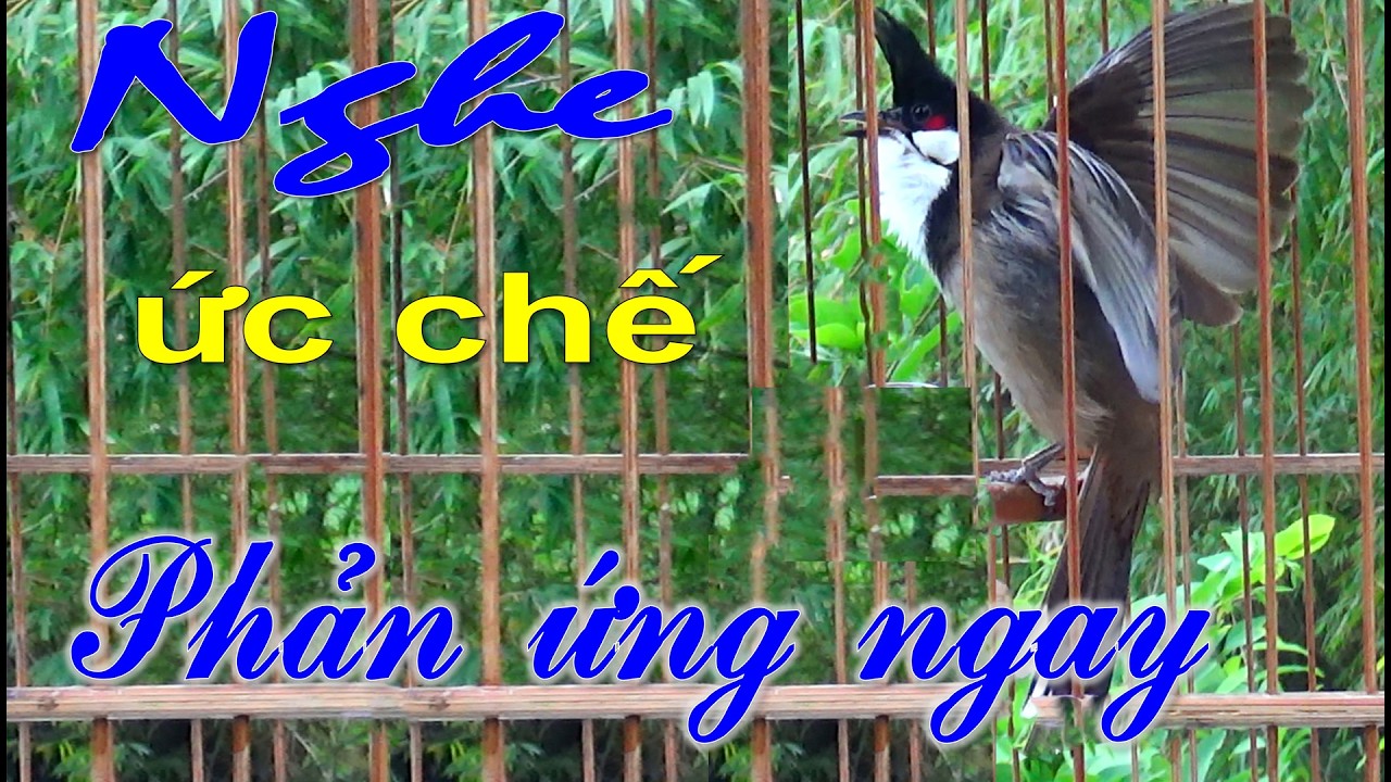 Kích chào mào CHÉ | Chào mào RO kích ché, Cách luyện chào mào hót căng lửa, chào mào rò kích trống