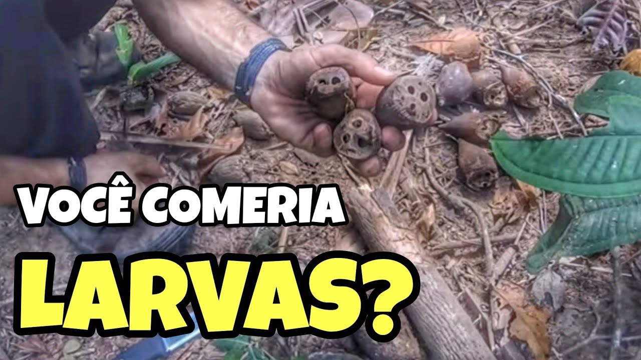 COMO OBTER ALIMENTOS NA SELVA? | FUI COMER GONGO (Bicho do Coco)