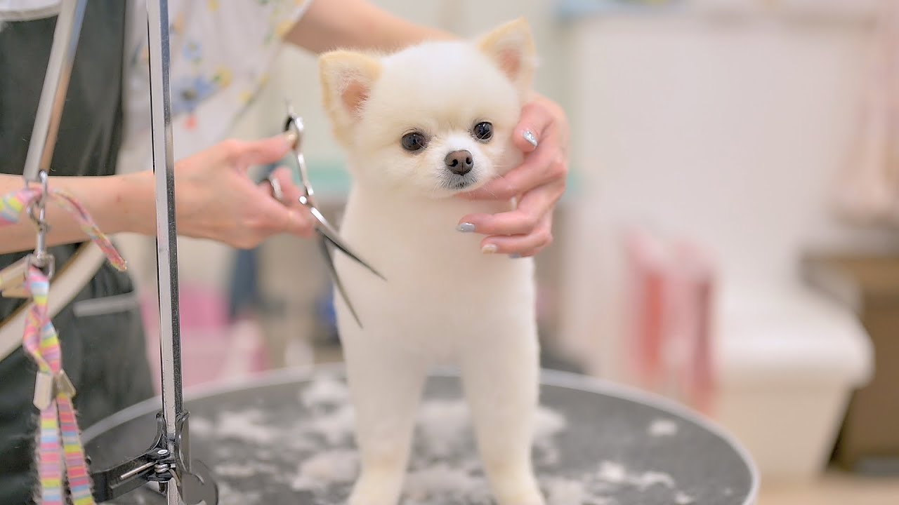 Он выглядит как милый маленький рисовый пирожок.(Груминг померанца)