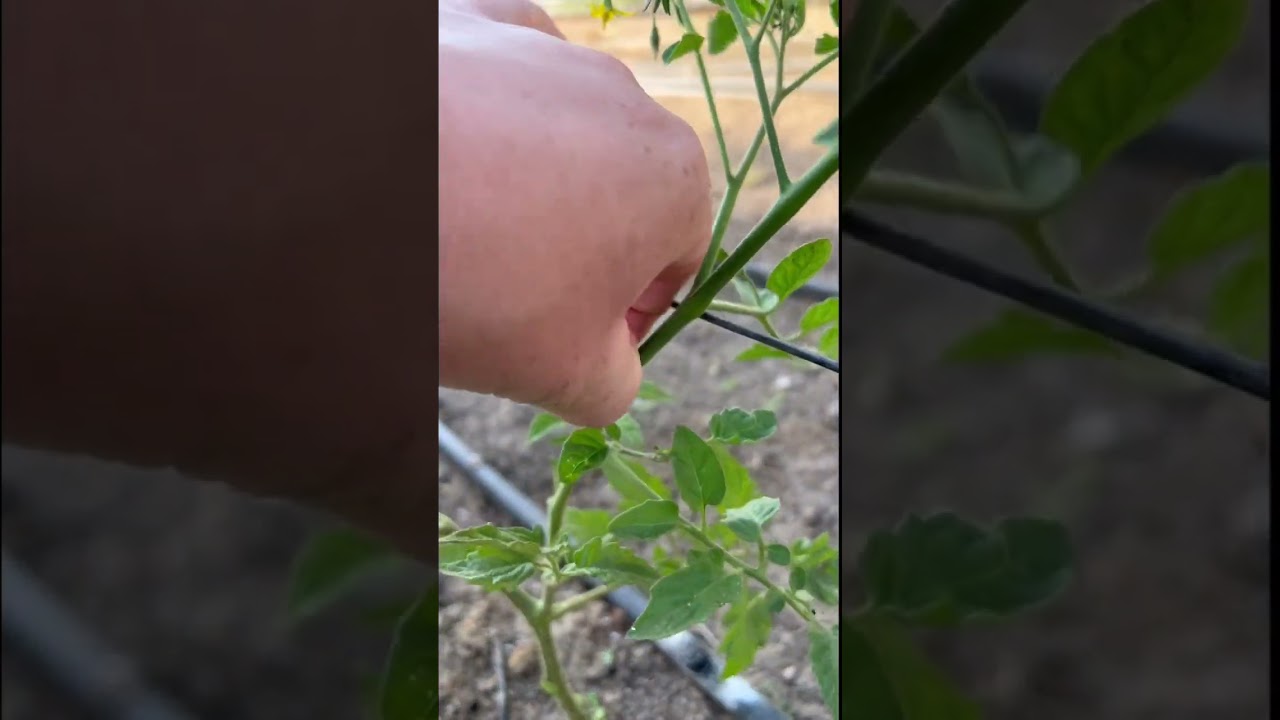 🍅 Как легко обрезать кусты томатов &mdash; шаг за шагом!