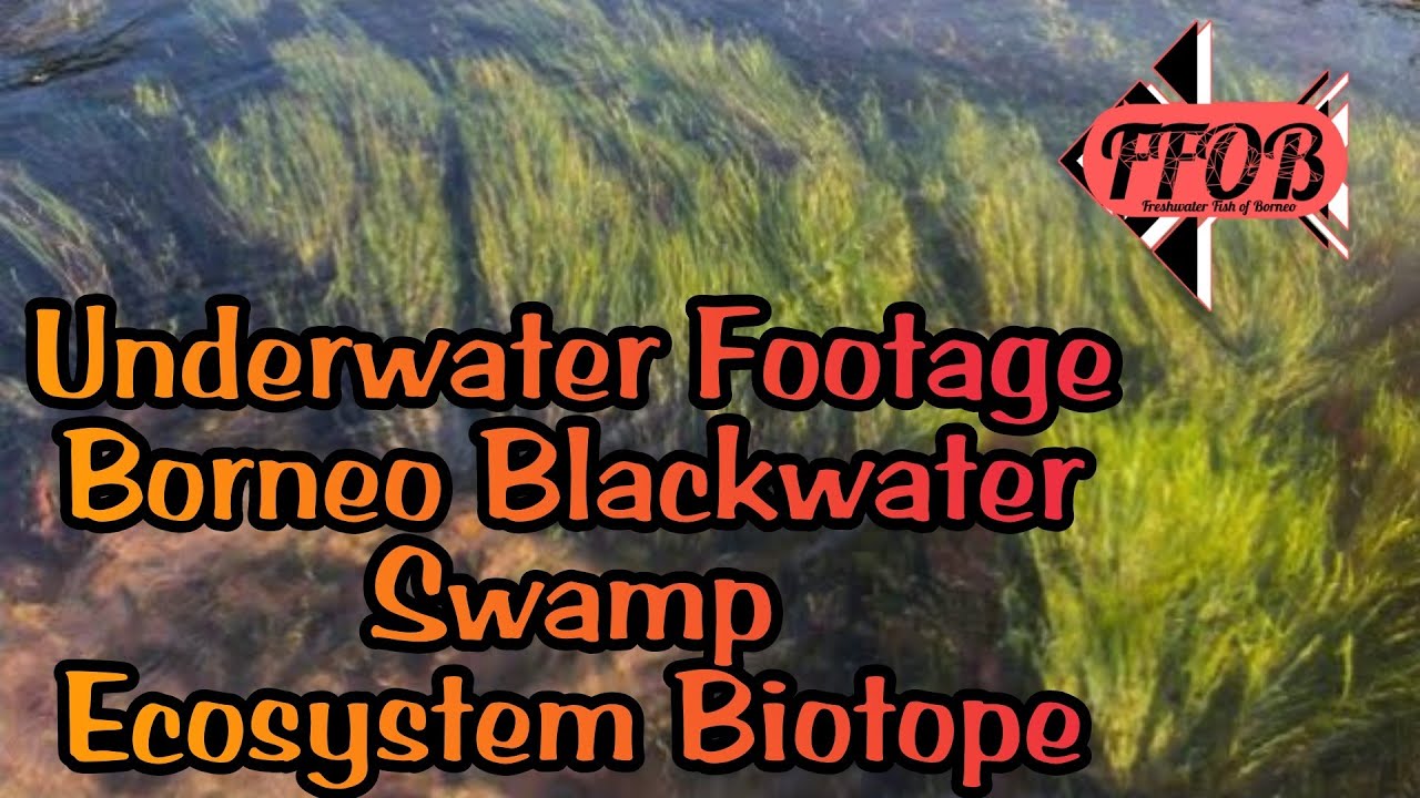 Underwater Footage Borneo Blackwater Swamp Ecosystem Biotope
