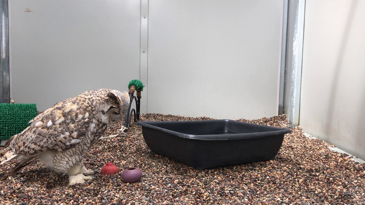 Enrichment for Samantha the Great Horned Owl