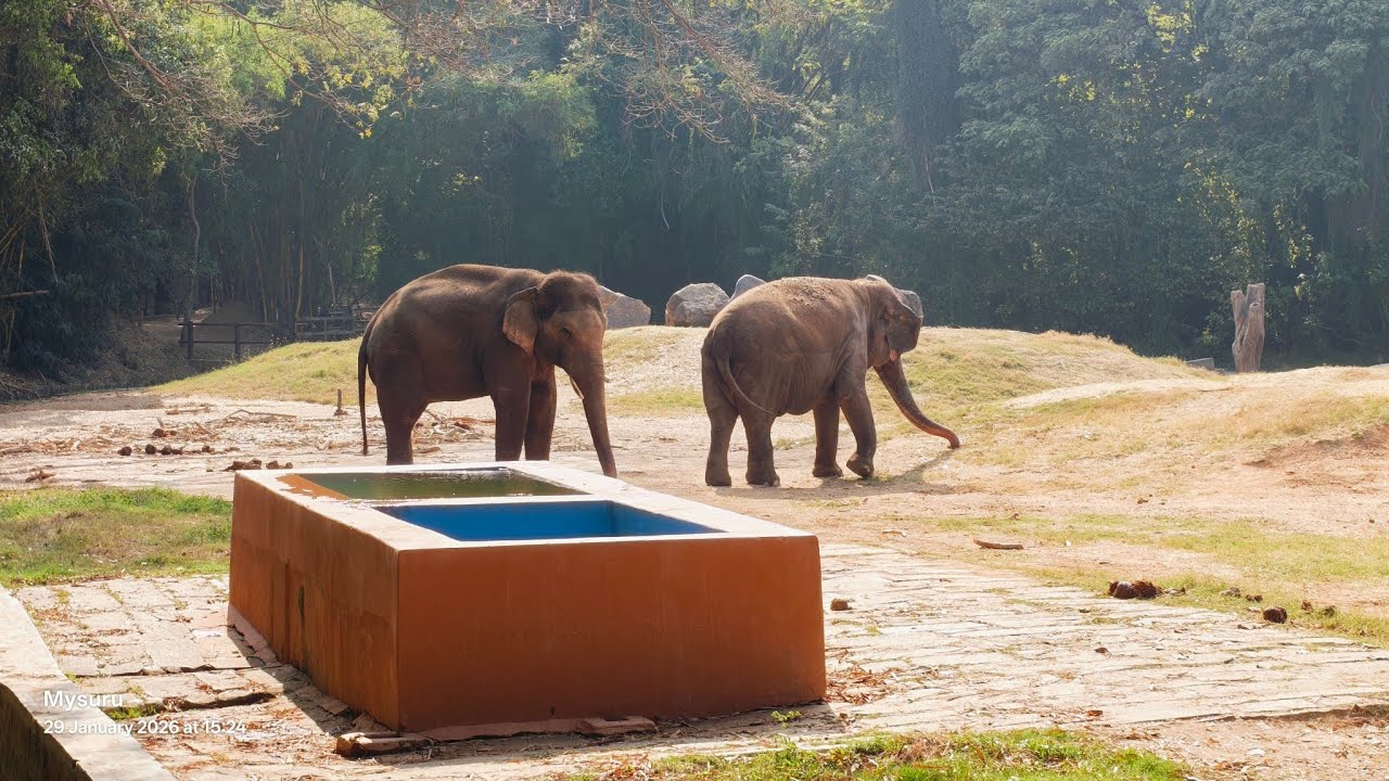 A visit to Mysore Zoo #mysore #mysorezoo 