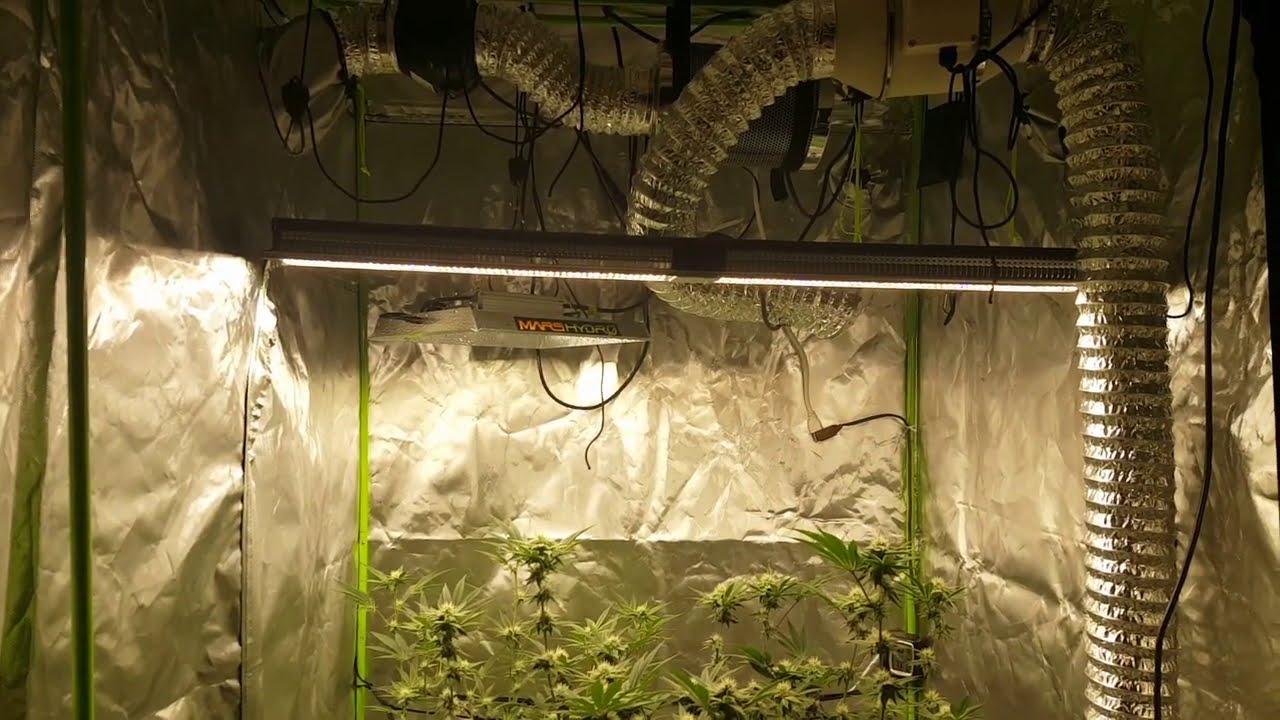 Beginning of week 2 of flower the Riddler OG PART 1 Mars site link and promo code in the description