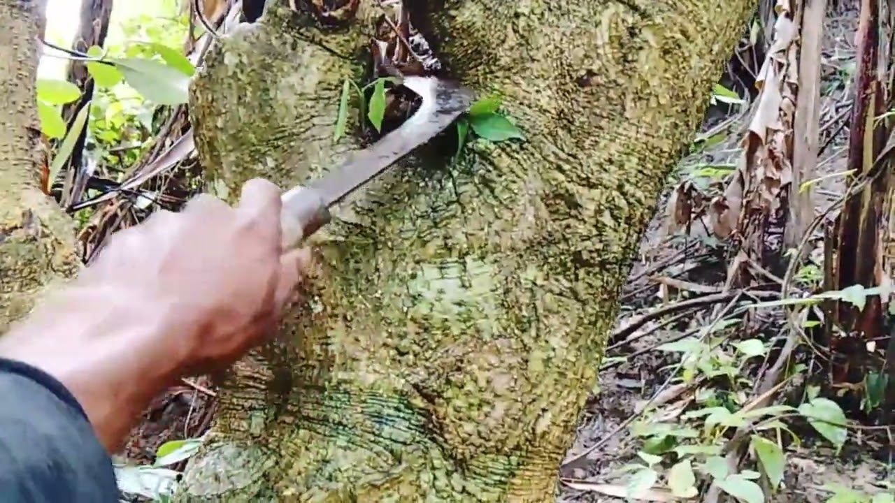 Mbolang hari ini dapet pohon pule mewah | pohon pule