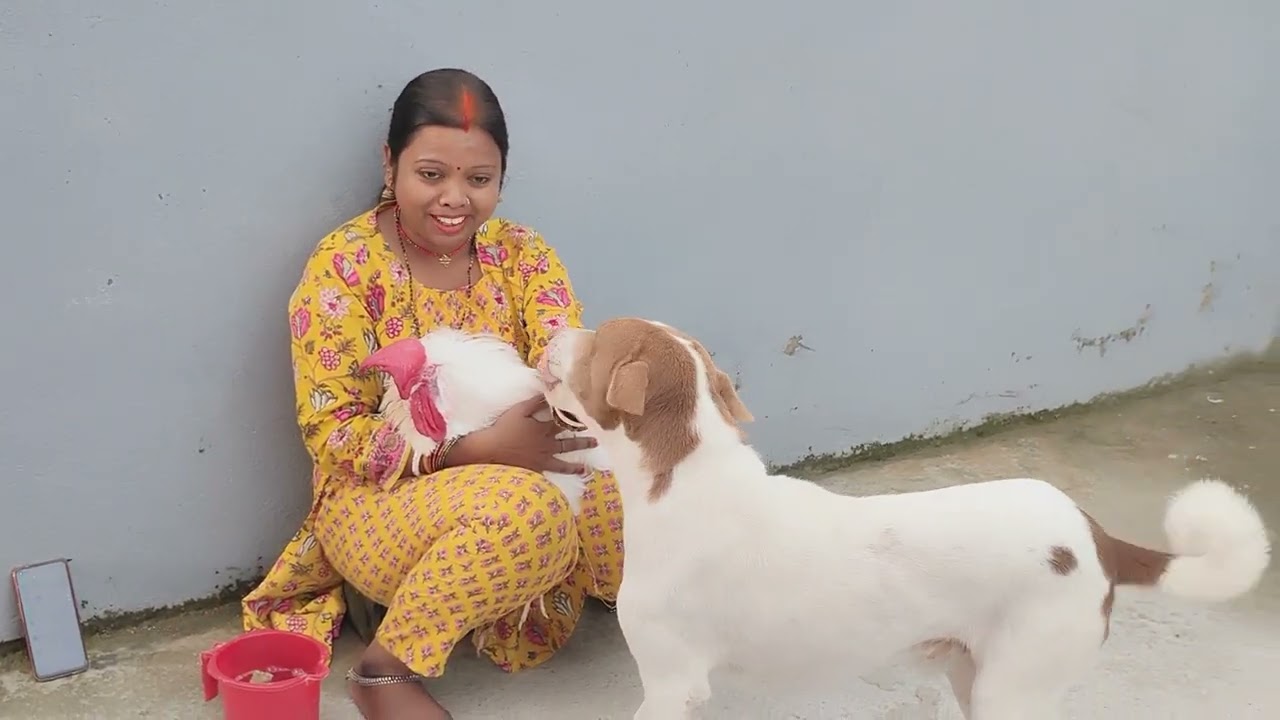 Coco हमारा मुर्गा बीमार है, इन पक्षियों का इलाज कैसे करें..🐓🐔#animals #pets #sonykepets #love 