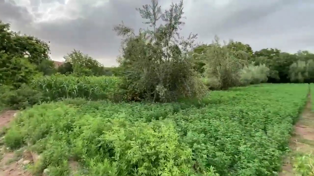 ايت واسيف امكون