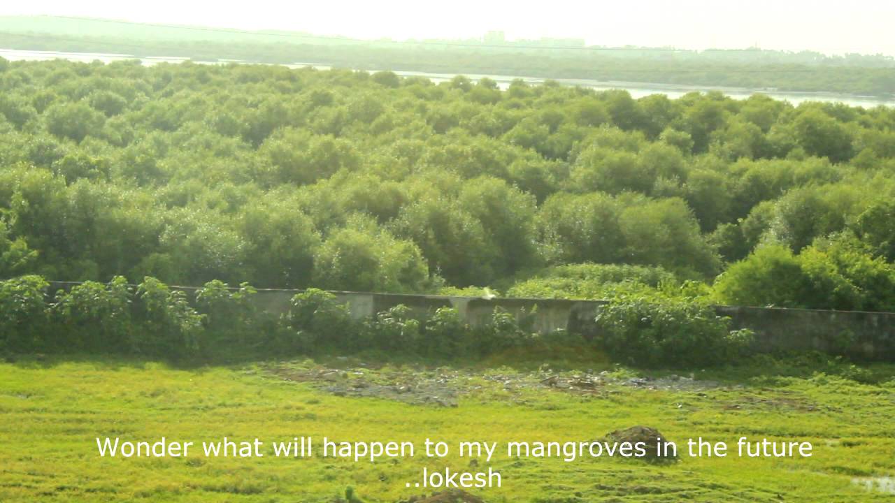 Mangroves of Mumbai