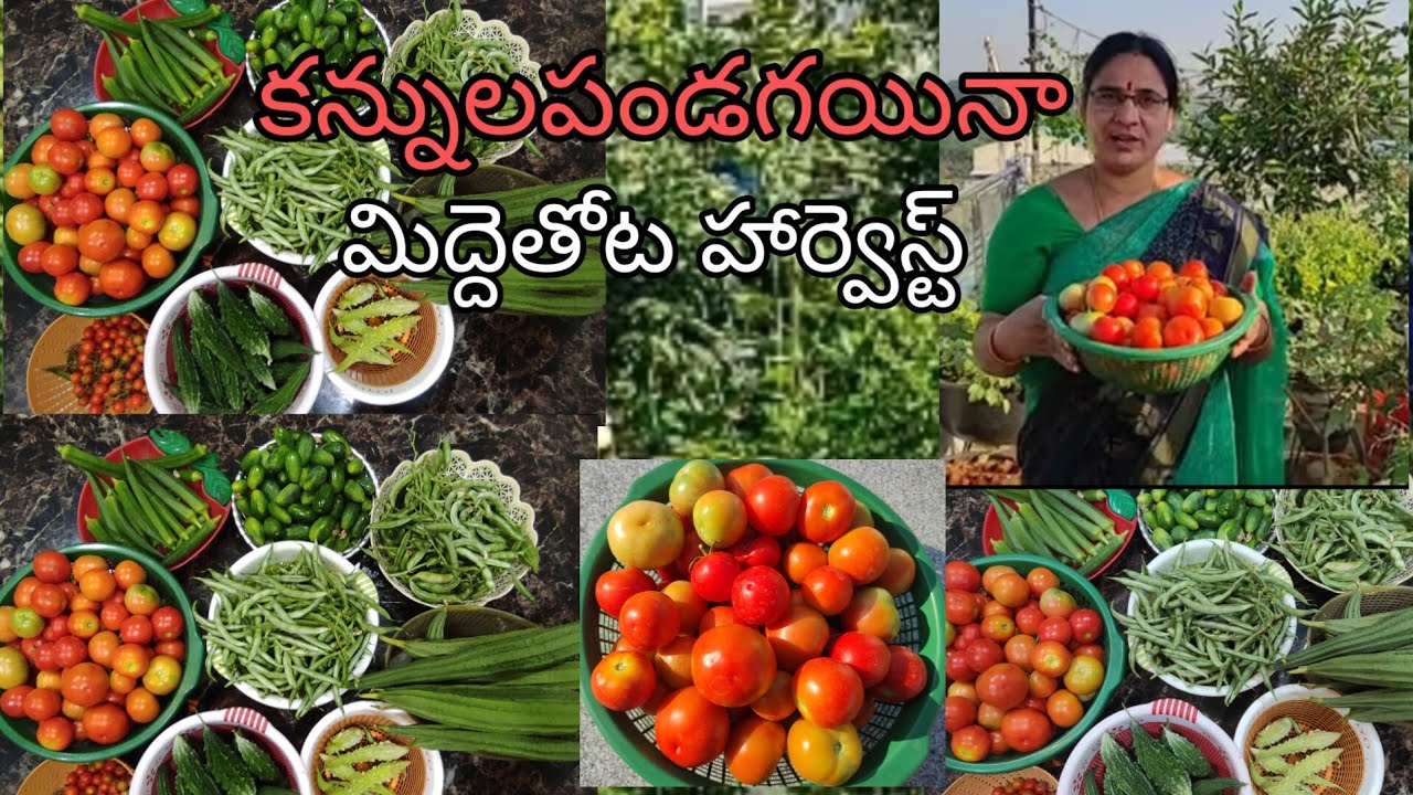 మిద్దెతోటలో అతి పెద్ద హార్వెస్ట్