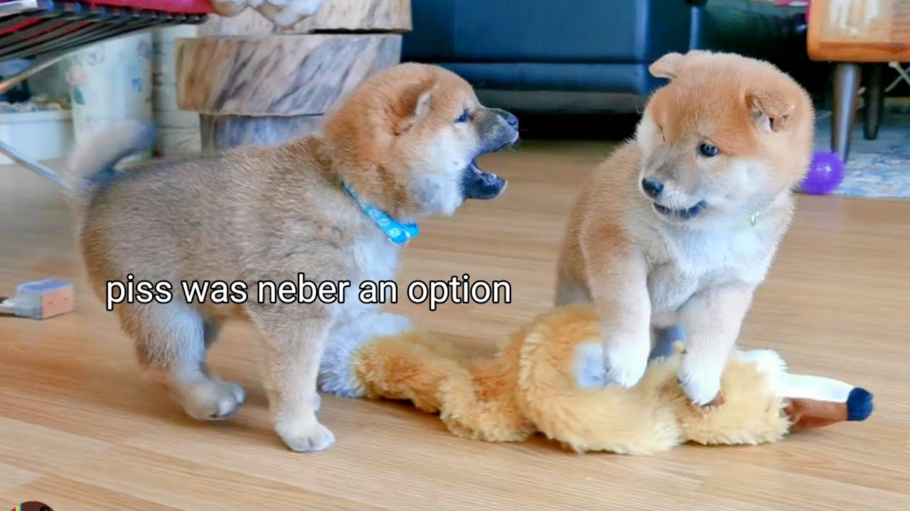 Pupsteness imtensifies