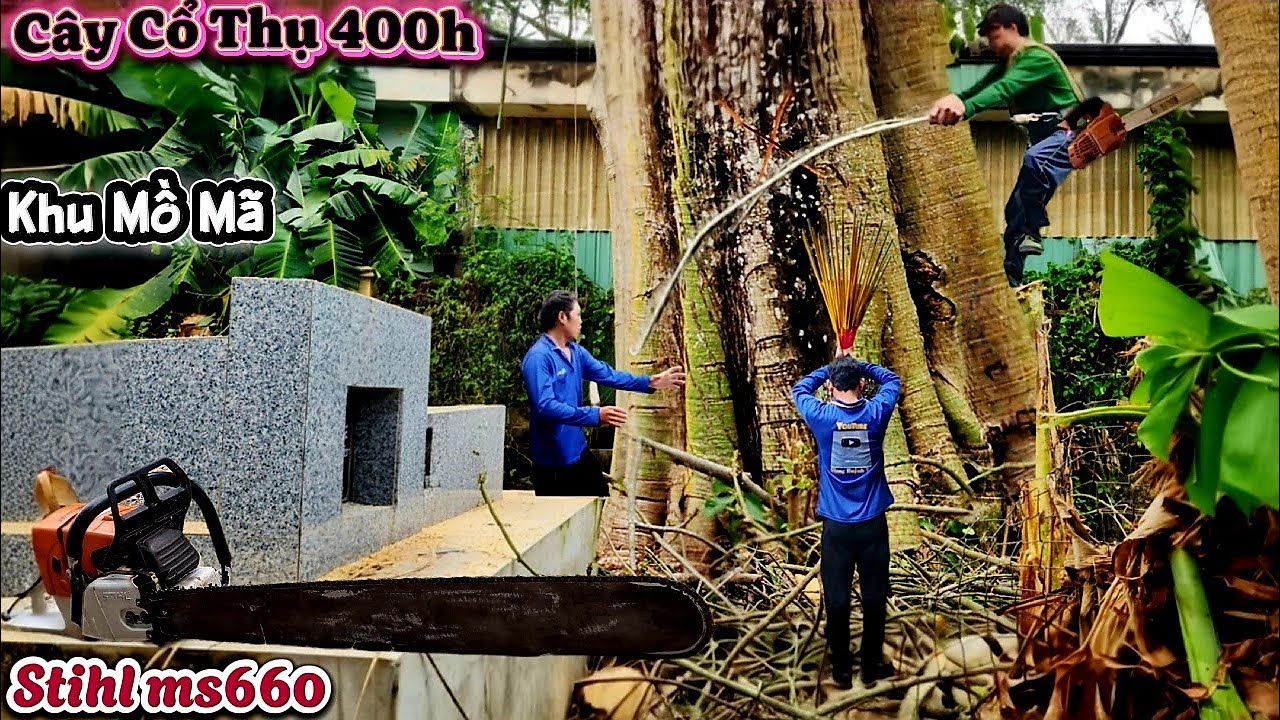 Cưa cây siêu to khổng lồ nơi linh thiêng / Cutting down a gigantic tree in a sacred place. | P190