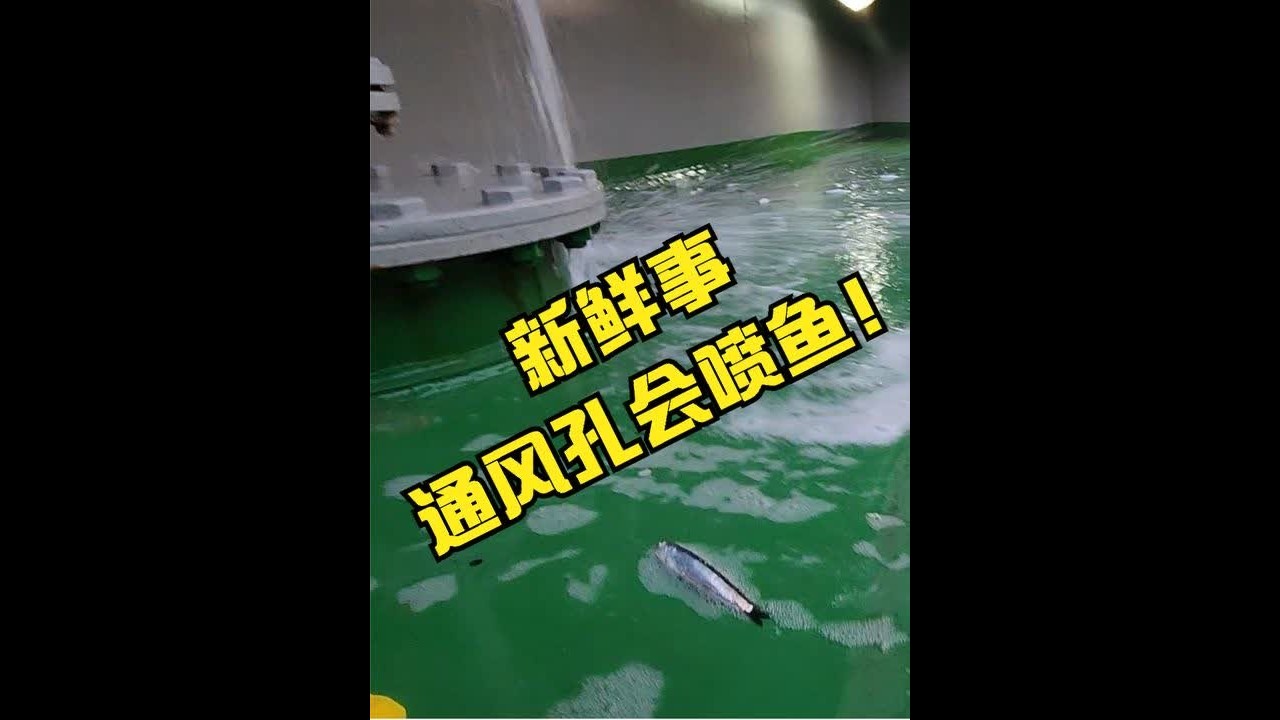 航行中甲板惊现大量海鱼！你猜猜是啥原因？分享海上新鲜事 #海员 #海员视角 #航海  #海洋  #船员 #轮船