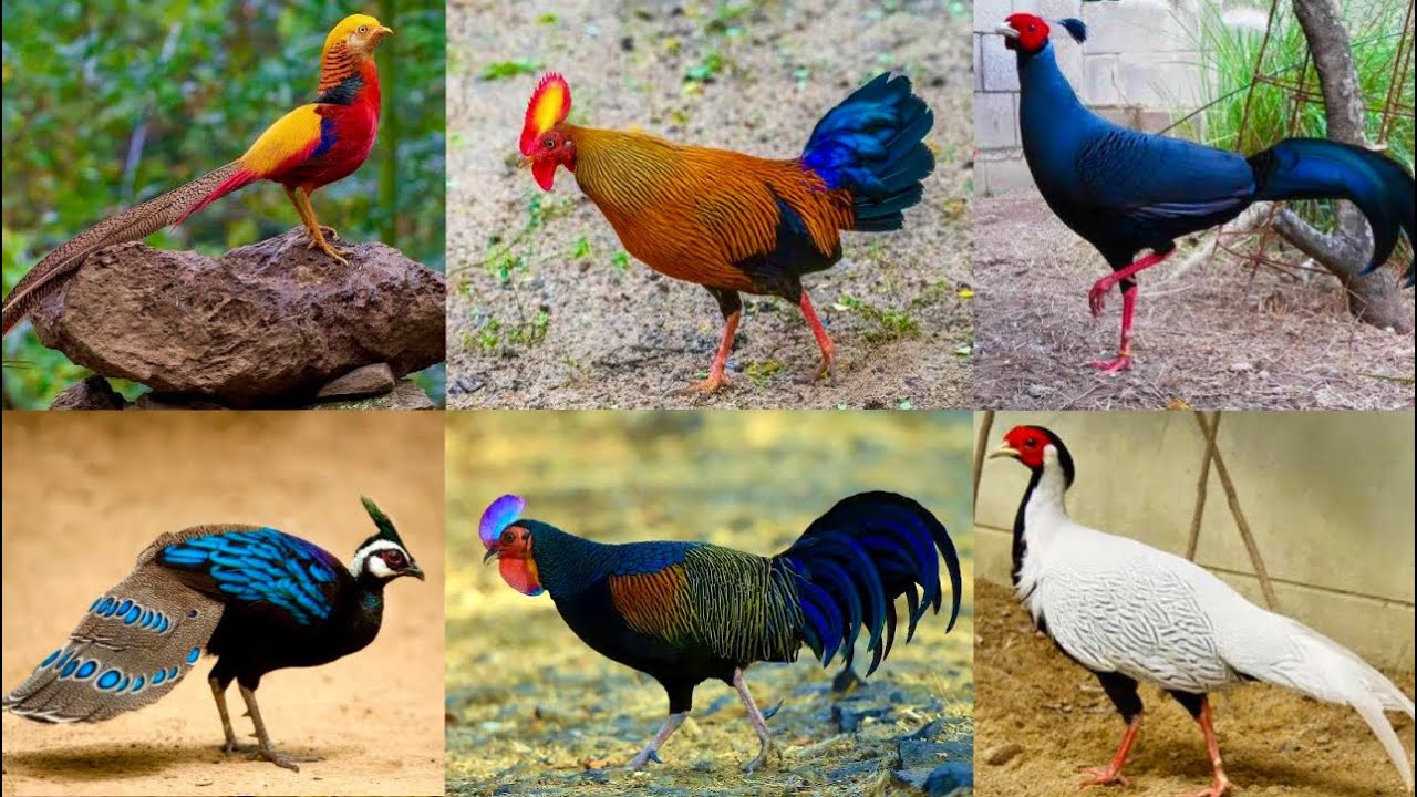 All Breed Pheasant Farm, jungle fowl Murgi, Dekhne Tater Sound Chand Chakor Chiks Hsn Entertainment