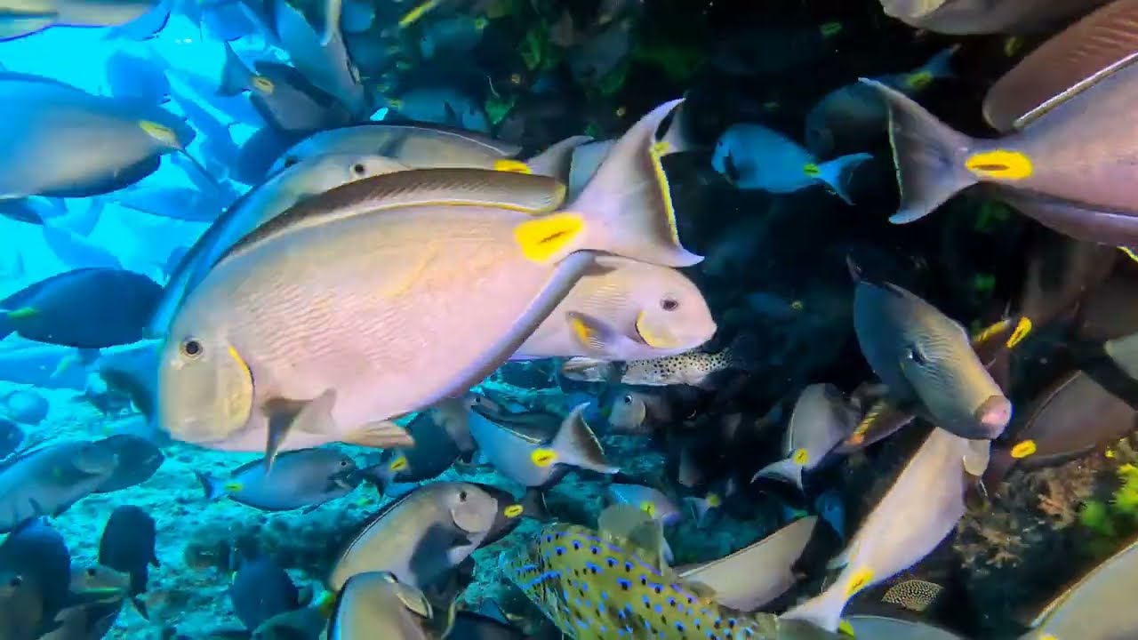 Insel Sal (Kap Verde), Dokterfische und Zitronenhaie ohne Ende.