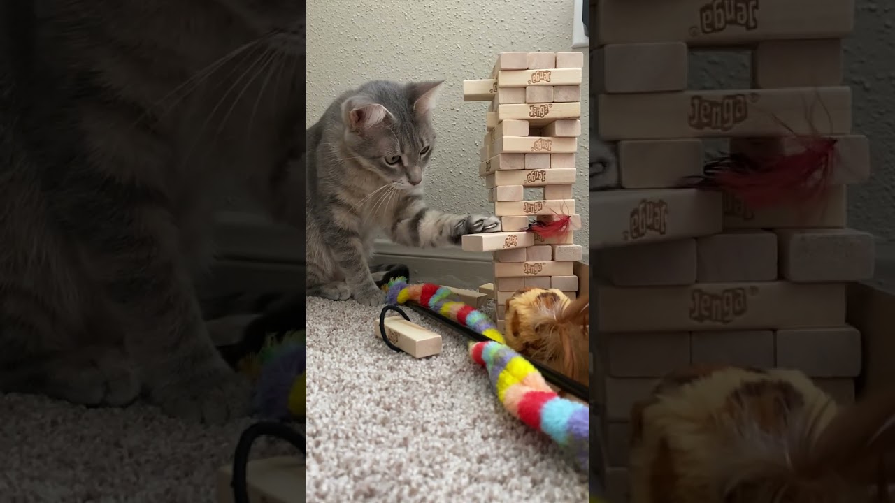 Cat playing jenga