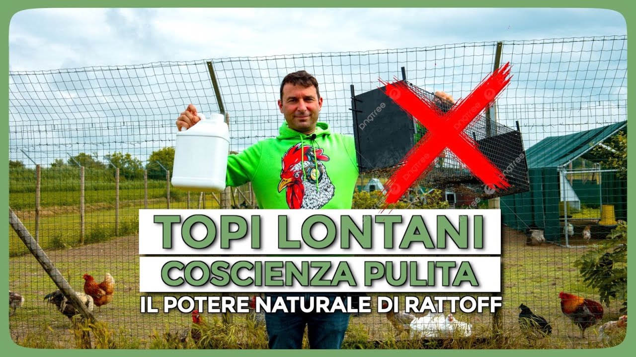 RATTOFF: la rivoluzione etica contro i topi nel pollaio è cominciata