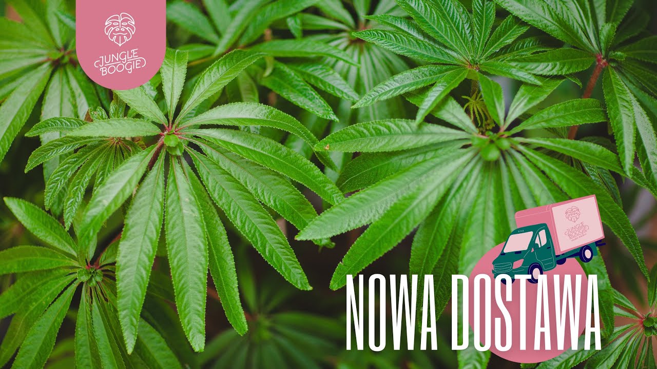 Zaskakujące rośliny i zaskakujące ceny 🤩 Dostawa roślin i zaproszenie na urodziny!