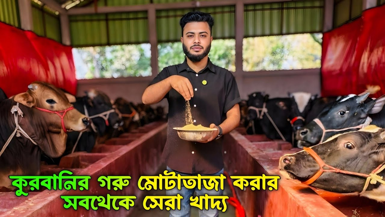 কুরবানির গরু মোটাতাজা করার গোপন খাবার ফর্মুলা। এই খাবার খেয়েই আমাদের গরুগুলো এত মোটা তাজা হয়।