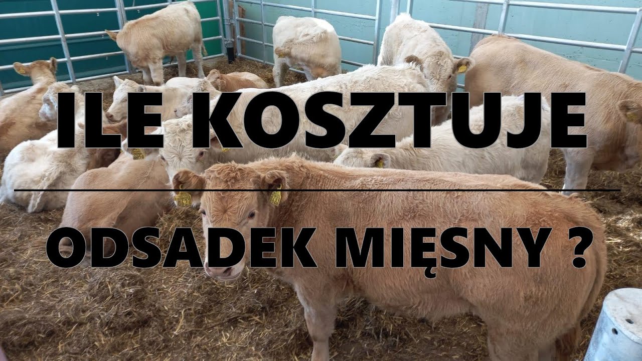 6 OFERT -  ODSADKÓW MIĘSNYCH - JAKIE WYBRALIŚMY ?