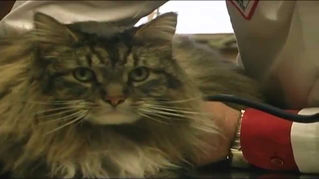 Feline Vomiting and Diarrhea