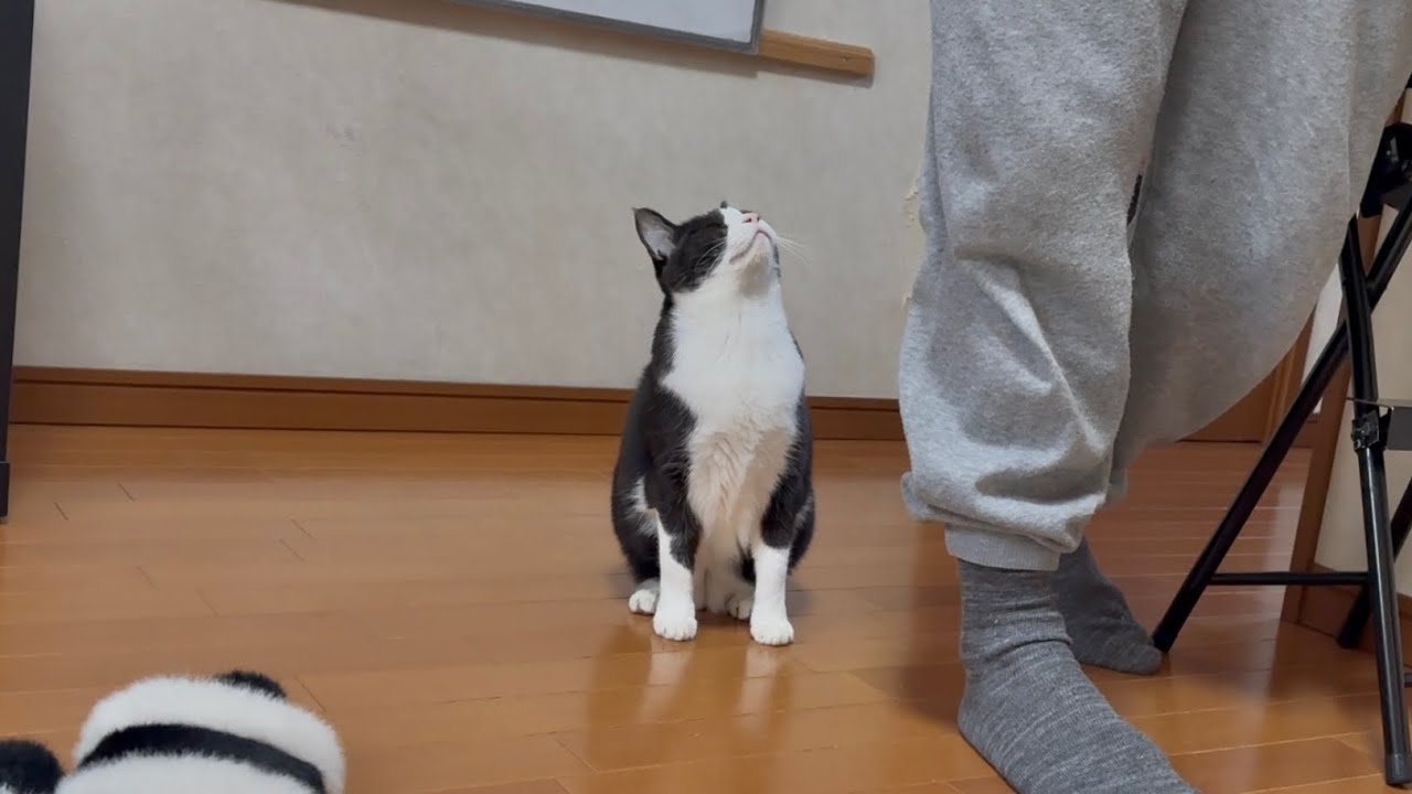 小走りでお父さんを追跡する健気な猫